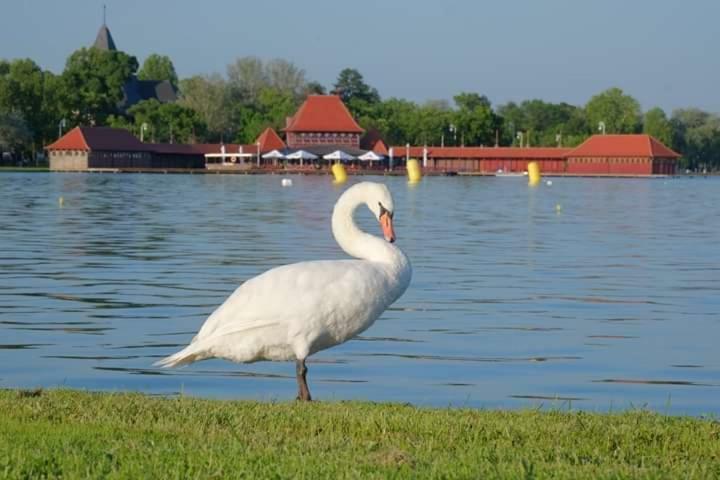 Vila Eden Palić Εξωτερικό φωτογραφία